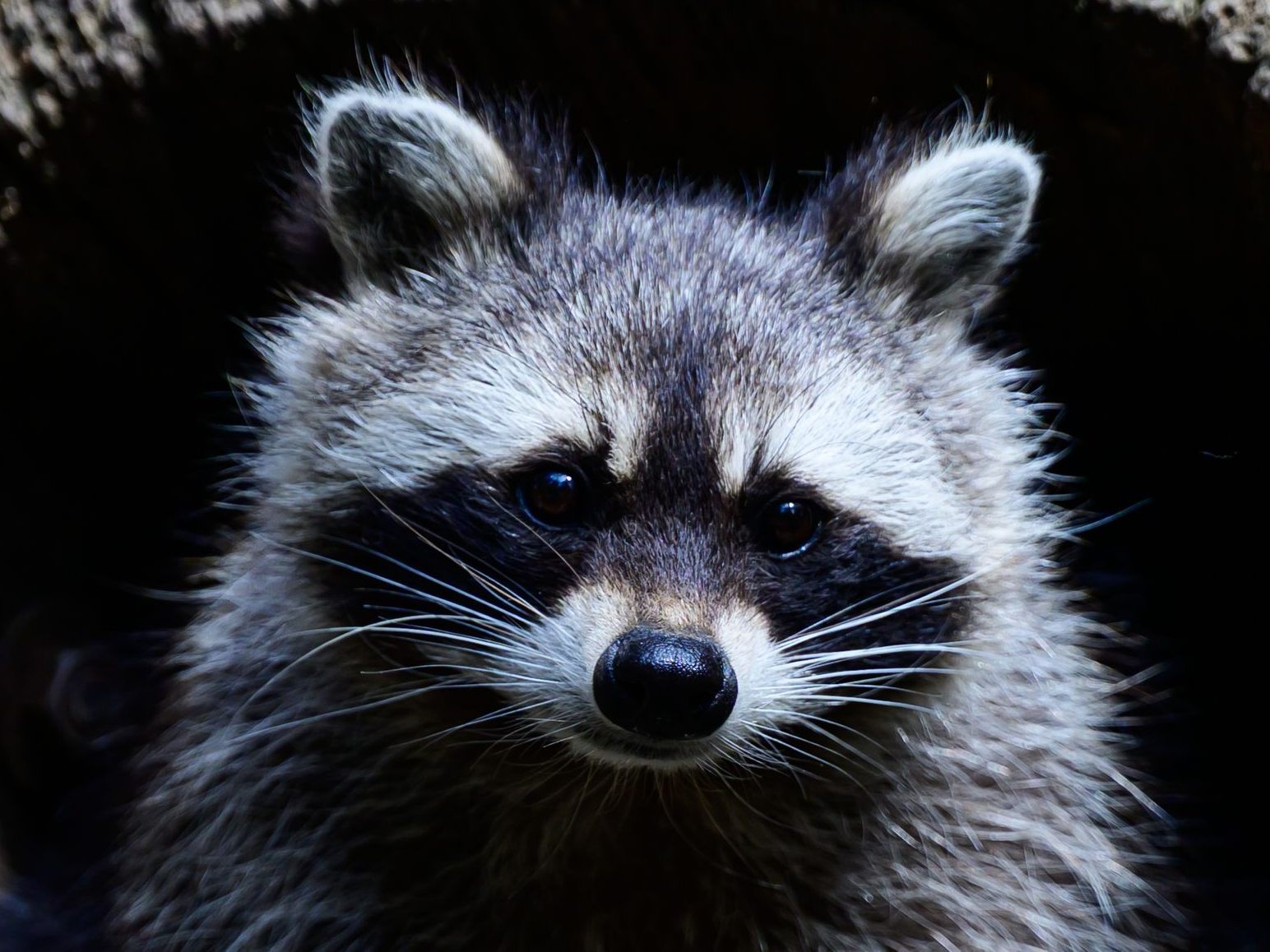 Ein Waschbär betrank sich beim Einbruch in einen US-Shop.