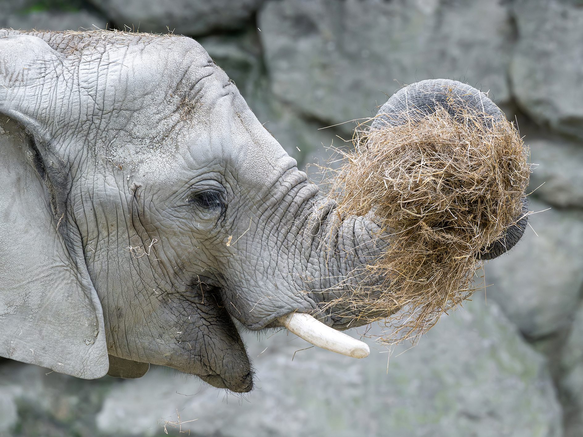 300 Tonnen Heu bedeuteten ein Plus.