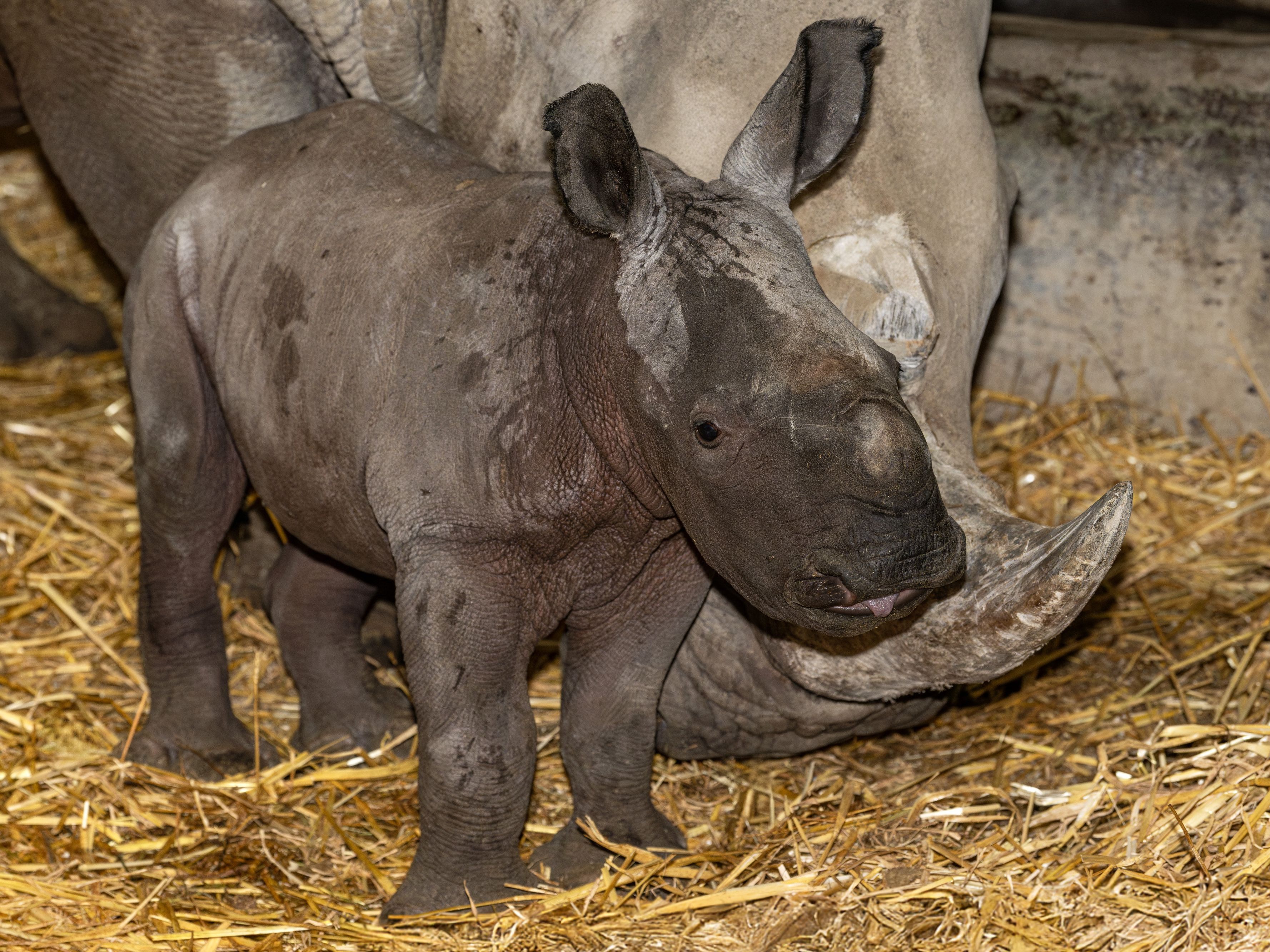 Zoo Schmiding verliert Nashorn-Baby.