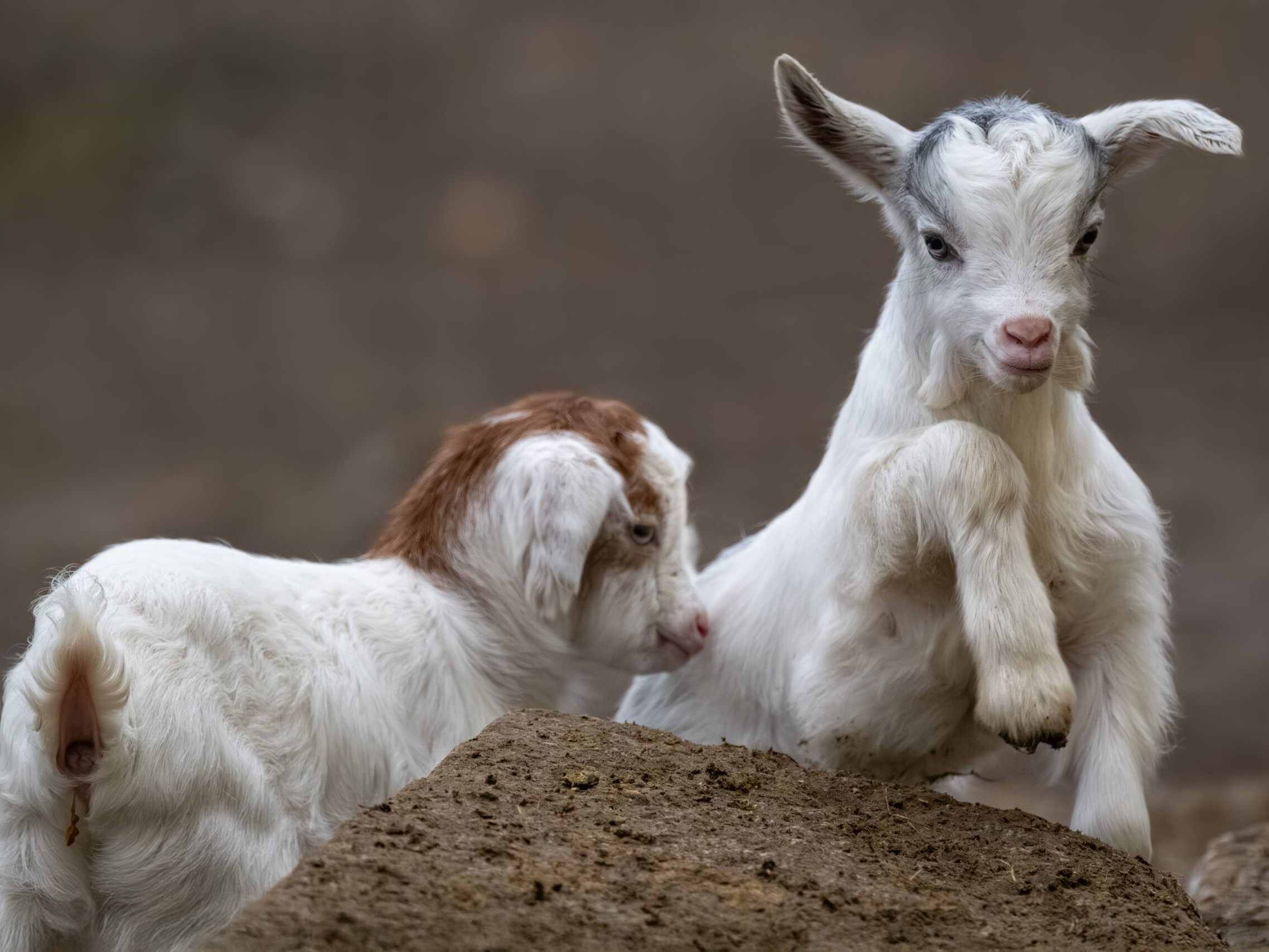 Ziegenbabys zur Welt gekommen.