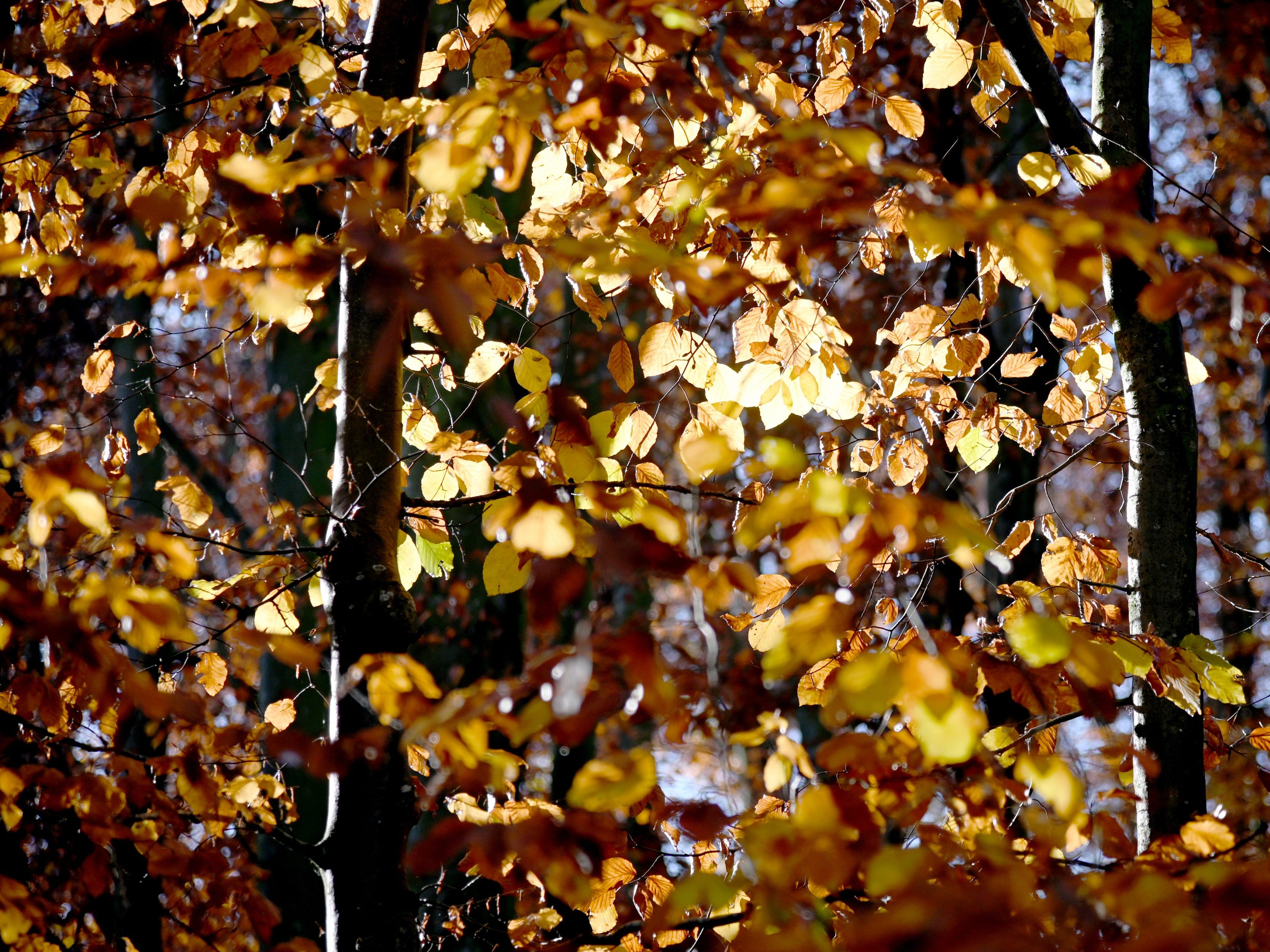 Der November 2025 war sehr sonnig.