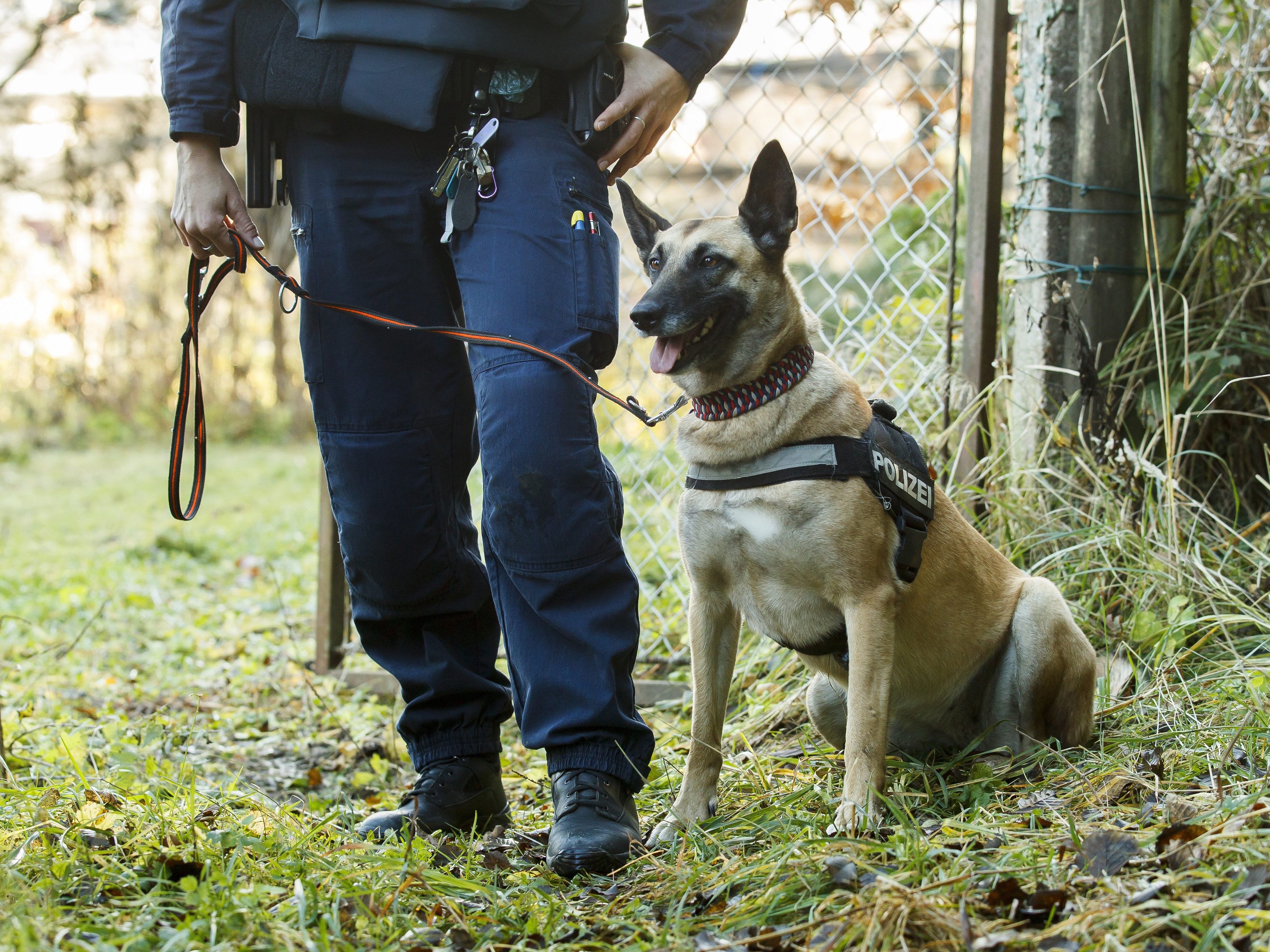 Auch Diensthunde müssen ihre Alltagstauglichkeit beweisen.