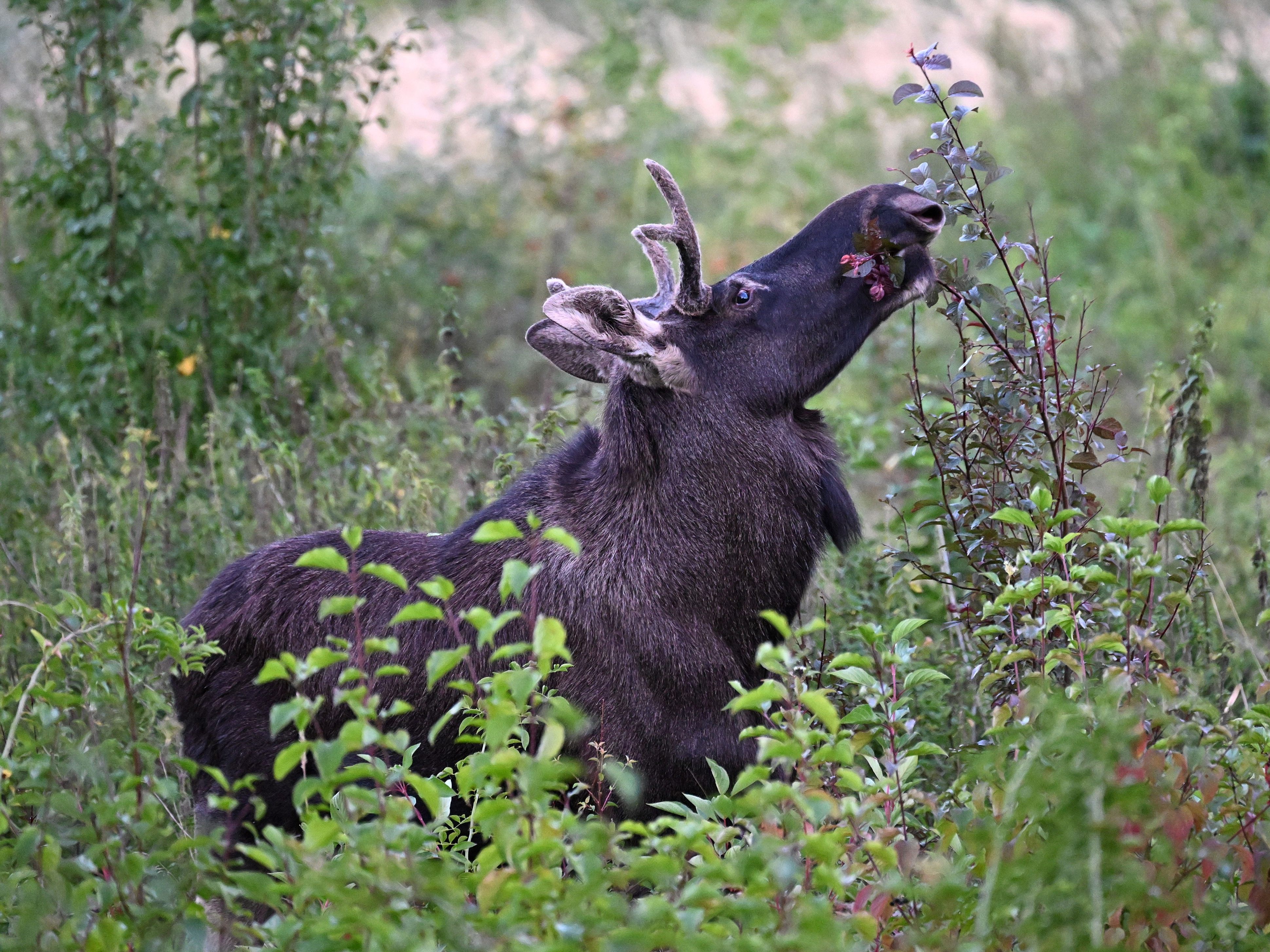 Wildtierservice weiß von keiner Elchsichtung im 22. Wiener Gemeindebezirk.