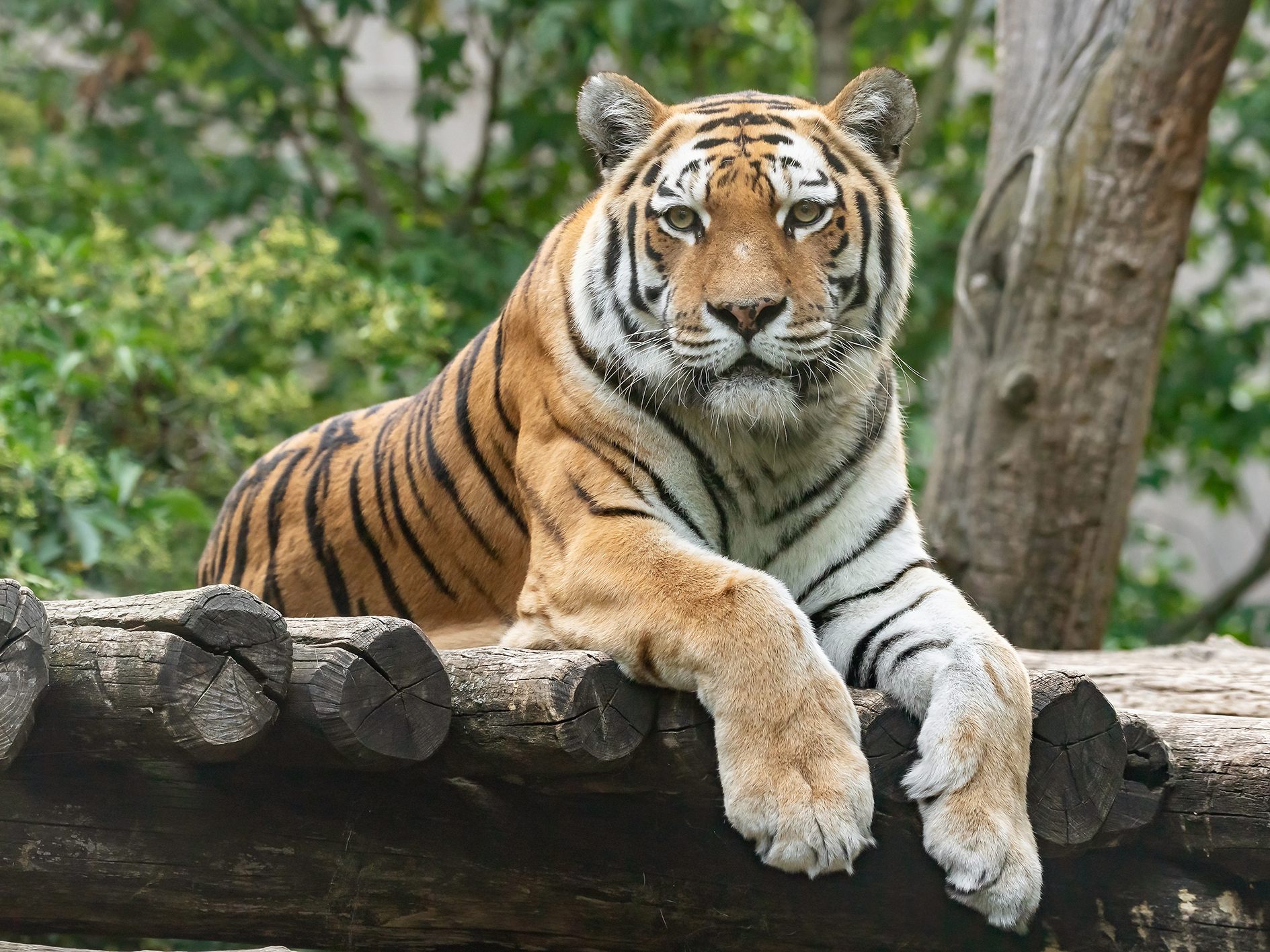 Die Tigerin wurde 2008 im Wiener Zoo geboren.
