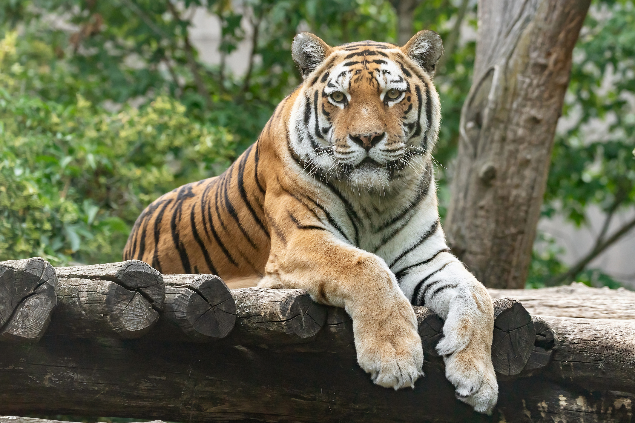 17-Jährige Tigerin im Wiener Tiergarten Schönbrunn tot