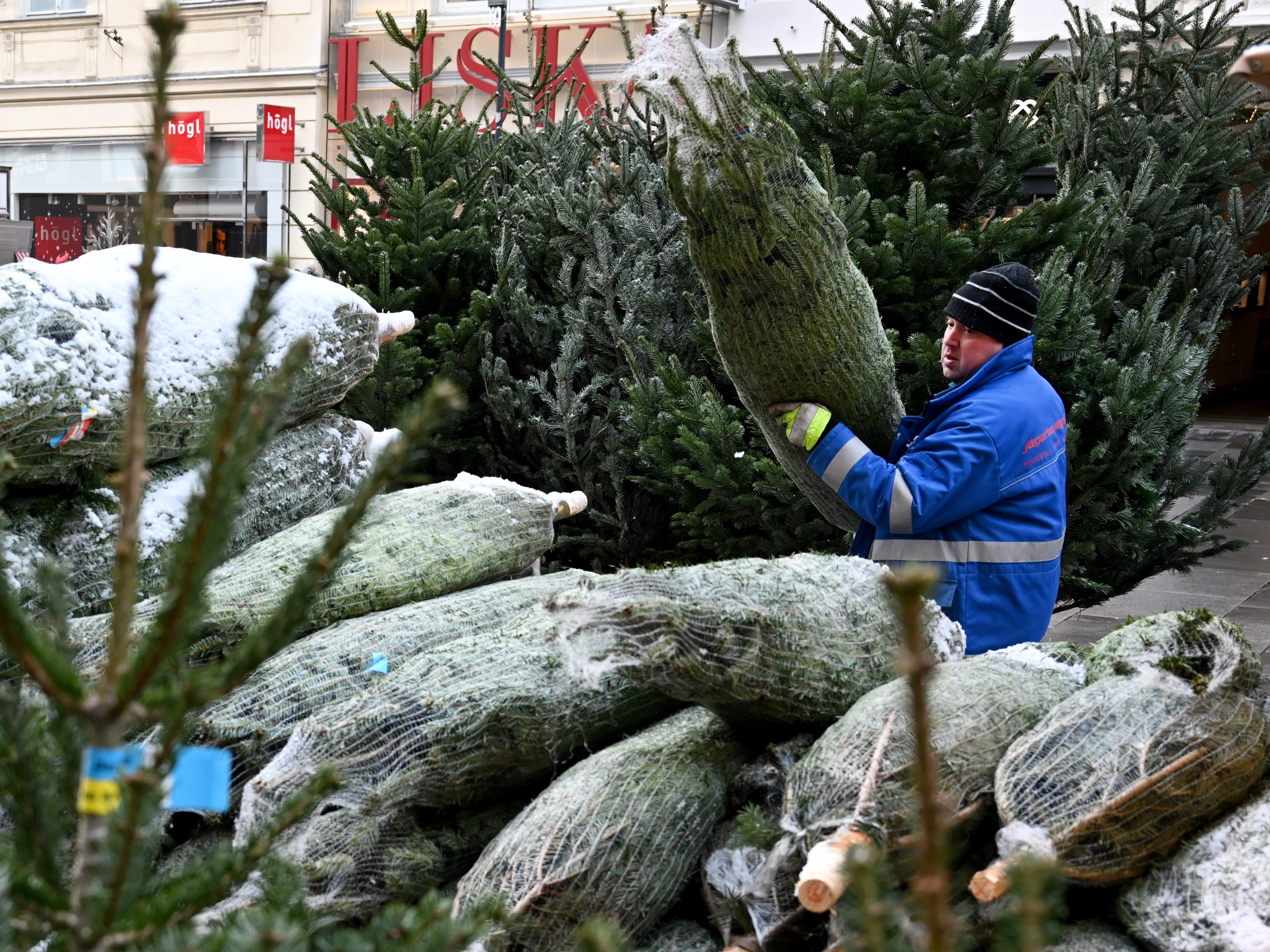 Die heimische Tanne ist bei Wiener besonders beliebt.