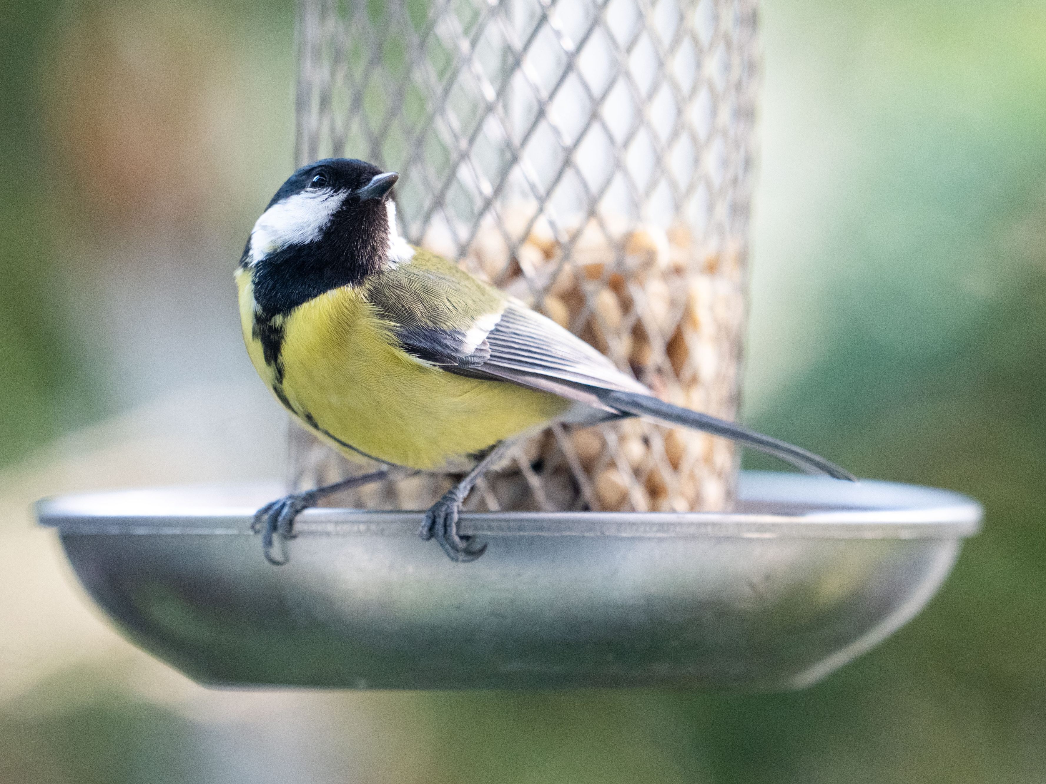 Von 3. bis 6. Jänner 2026 findet die "Stunde der Wintervögel" statt.
