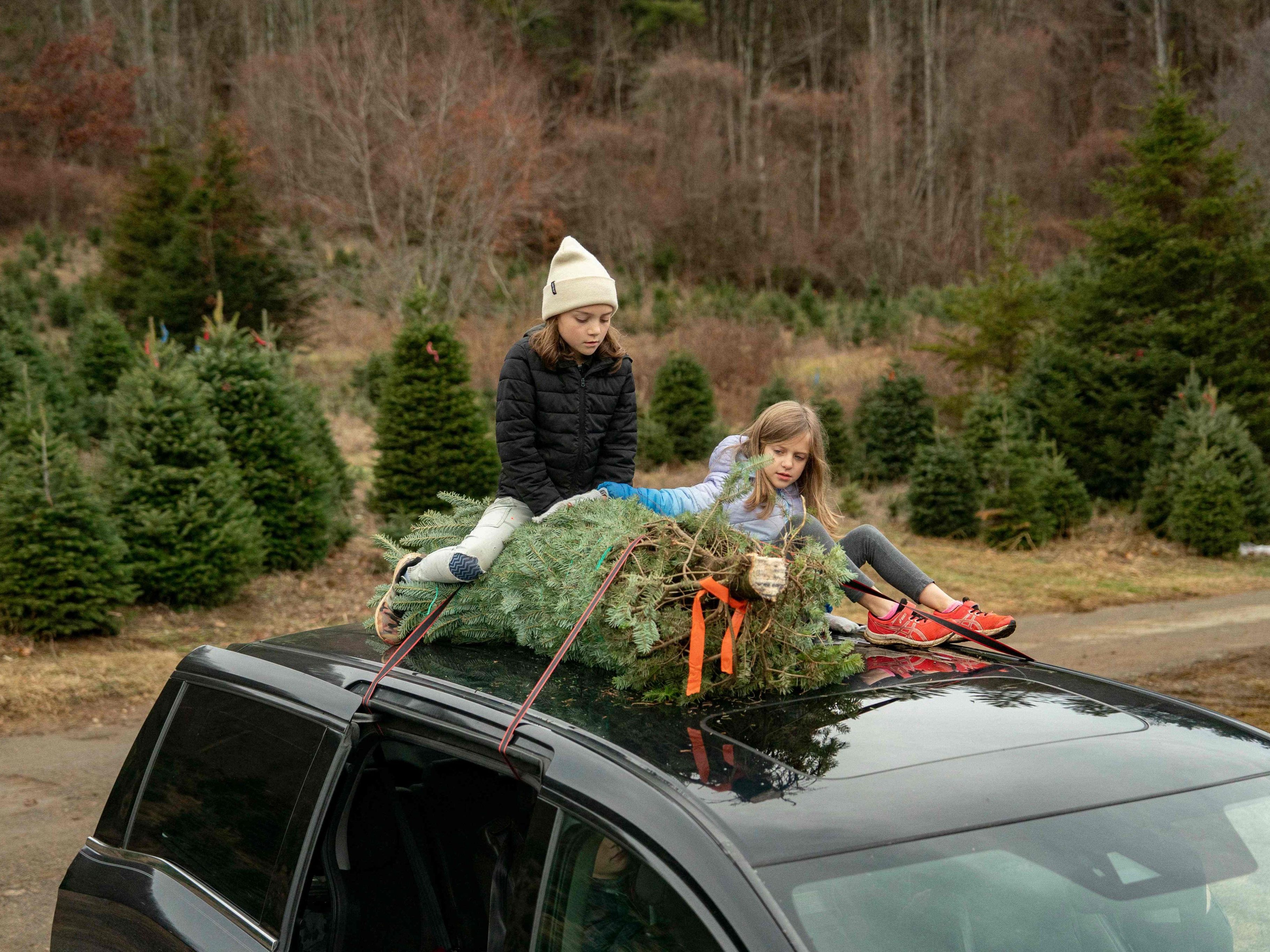 Familien suchen Christbäume, während zehntausende Bäume für ganz Amerika verpackt werden.