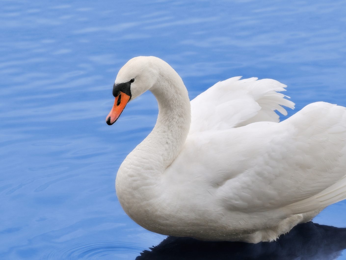 Der Schwan konnte befreit werden.