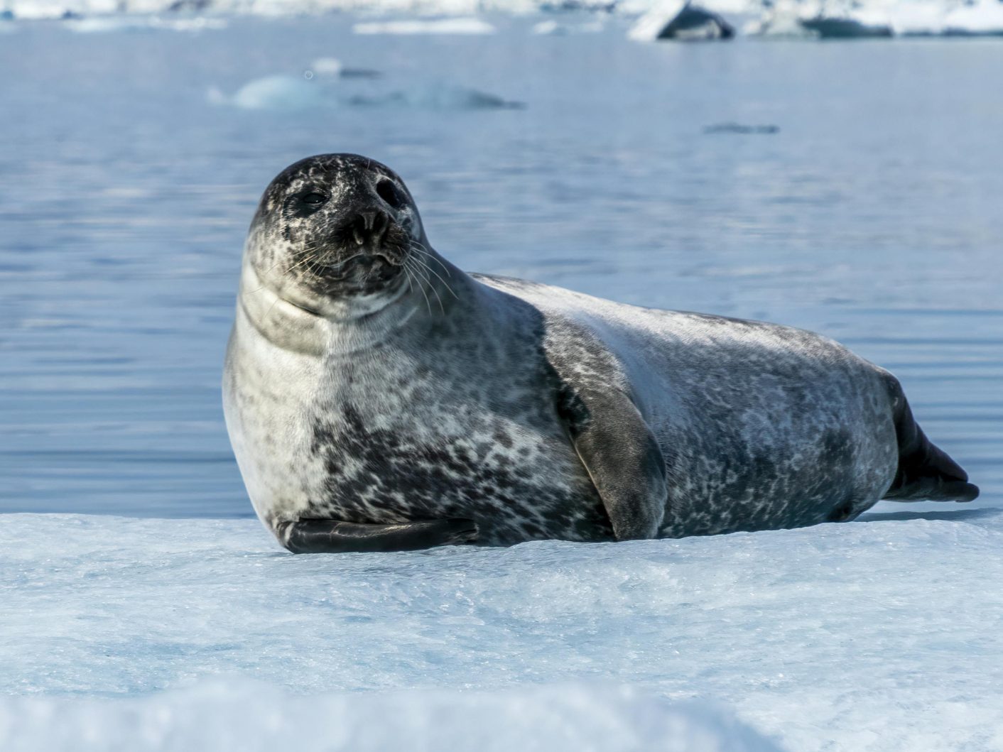 Die WWF-Artenschutzbilanz 2025.