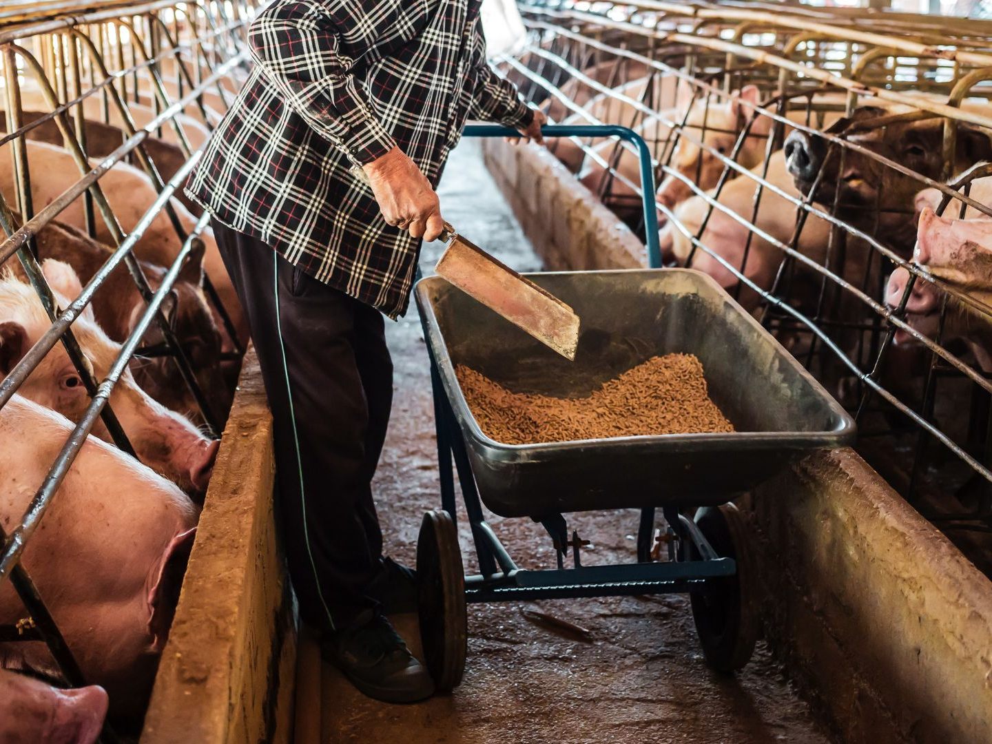 Schweinefleisch, das man in Österreichs Supermärkten vorfindet, kommt weiterhin meist aus kritisierter konventioneller Haltung, die nicht im Zeichen von Tierwohl steht.