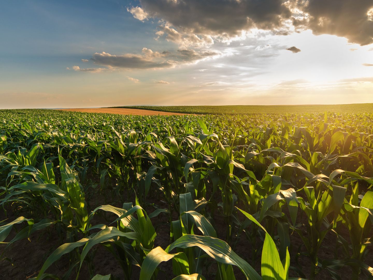 2025 kam es in Österreich zu einer überdurchschnittlichen Gemüseernte.