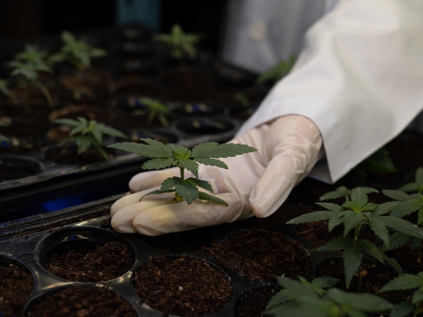 Bei einem Brand in einem Wohnhaus wurde eine kleine Cannabis-Aufzuchtanlage entdeckt.