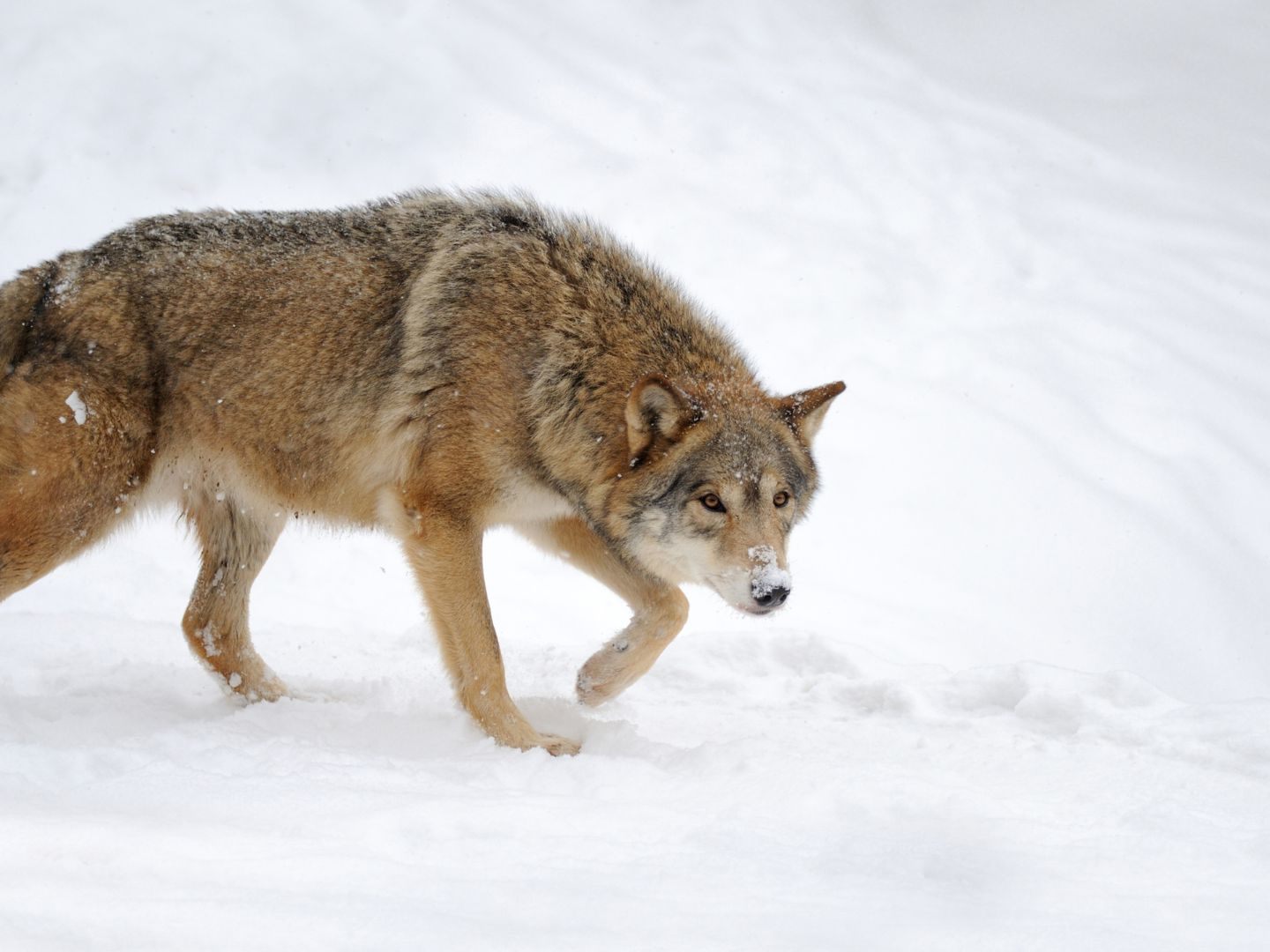 Der Wolf wurde illegal getötet.