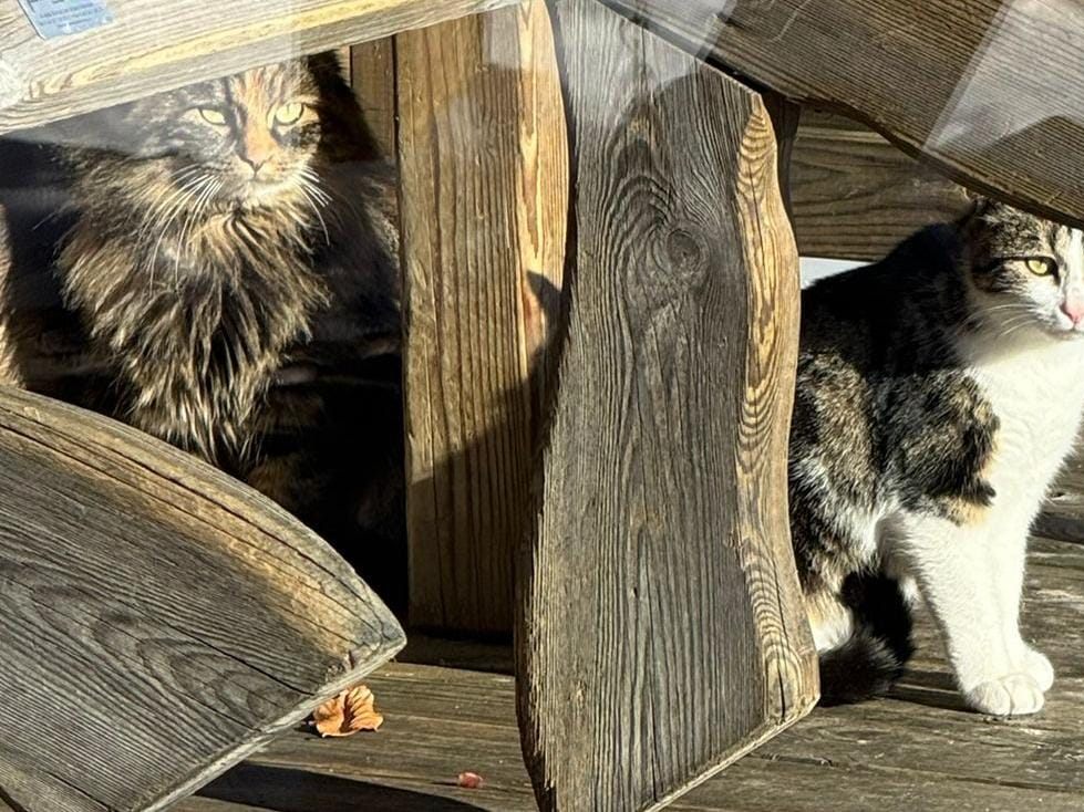 Die Pfotenhilfe rettete erneut zwei Katzen vom Berg.