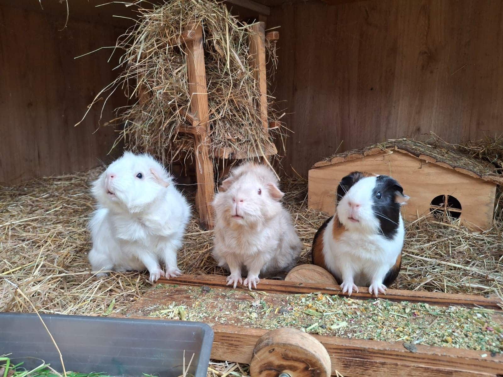 Kleintiere sind zwar süß, aber dennoch kein Spielzeug.