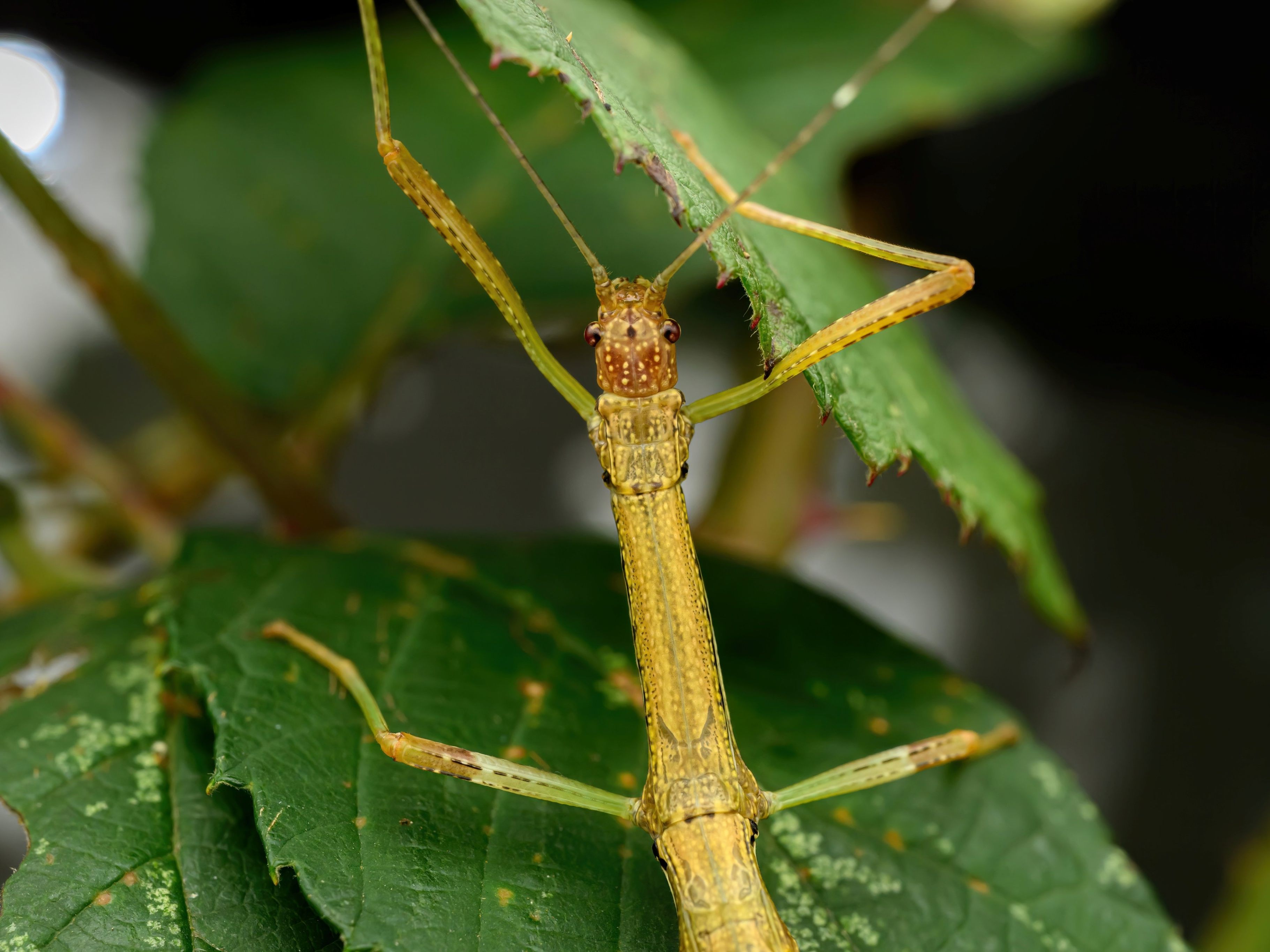 Nui-Chua-Stabschrecken für Haus des Meeres.