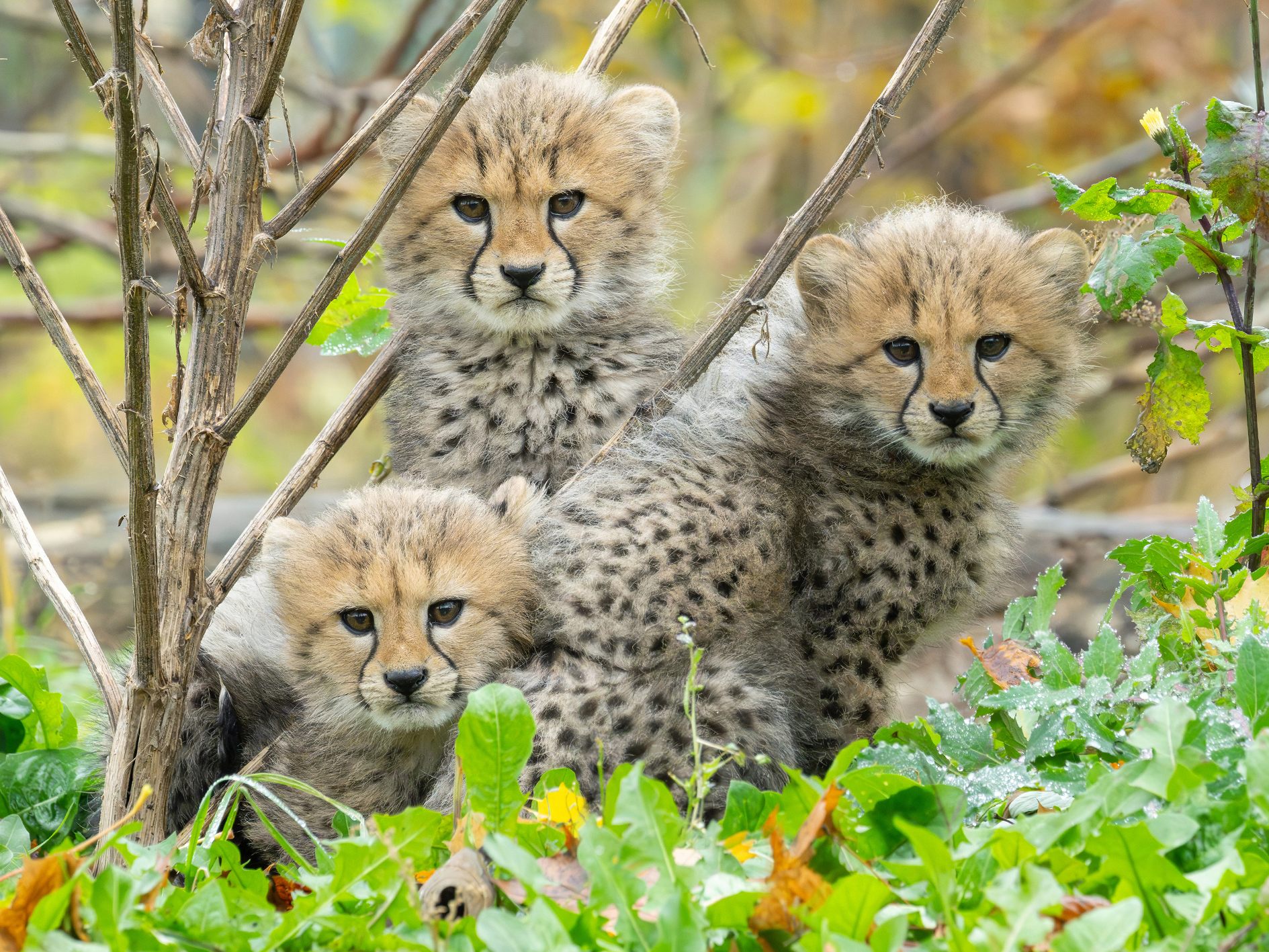 Die Geparden-Jungtiere sind schon richtige Abenteurer.