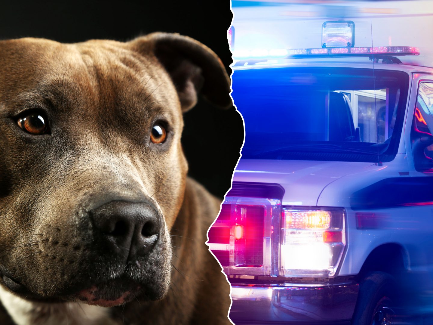 Geretteter Streuner wird zur Gefahr – Junge stirbt nach Hundeattacke