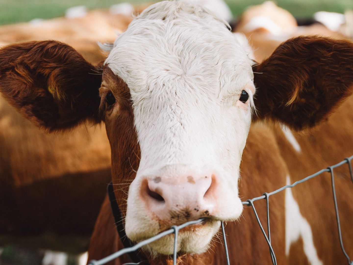 Tote Tiere auf Bauernhof entdeckt.