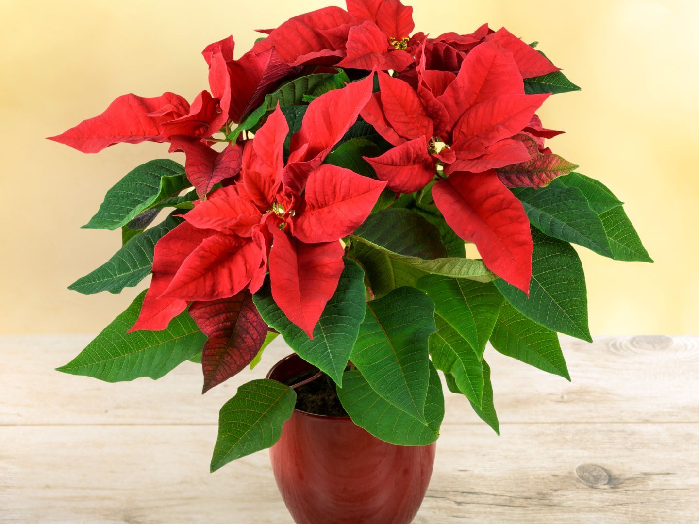 Den Weihnachtsstern gibt es nicht nur im klassisch- dunklen Rot, sondern auch in anderen Farbtönen.