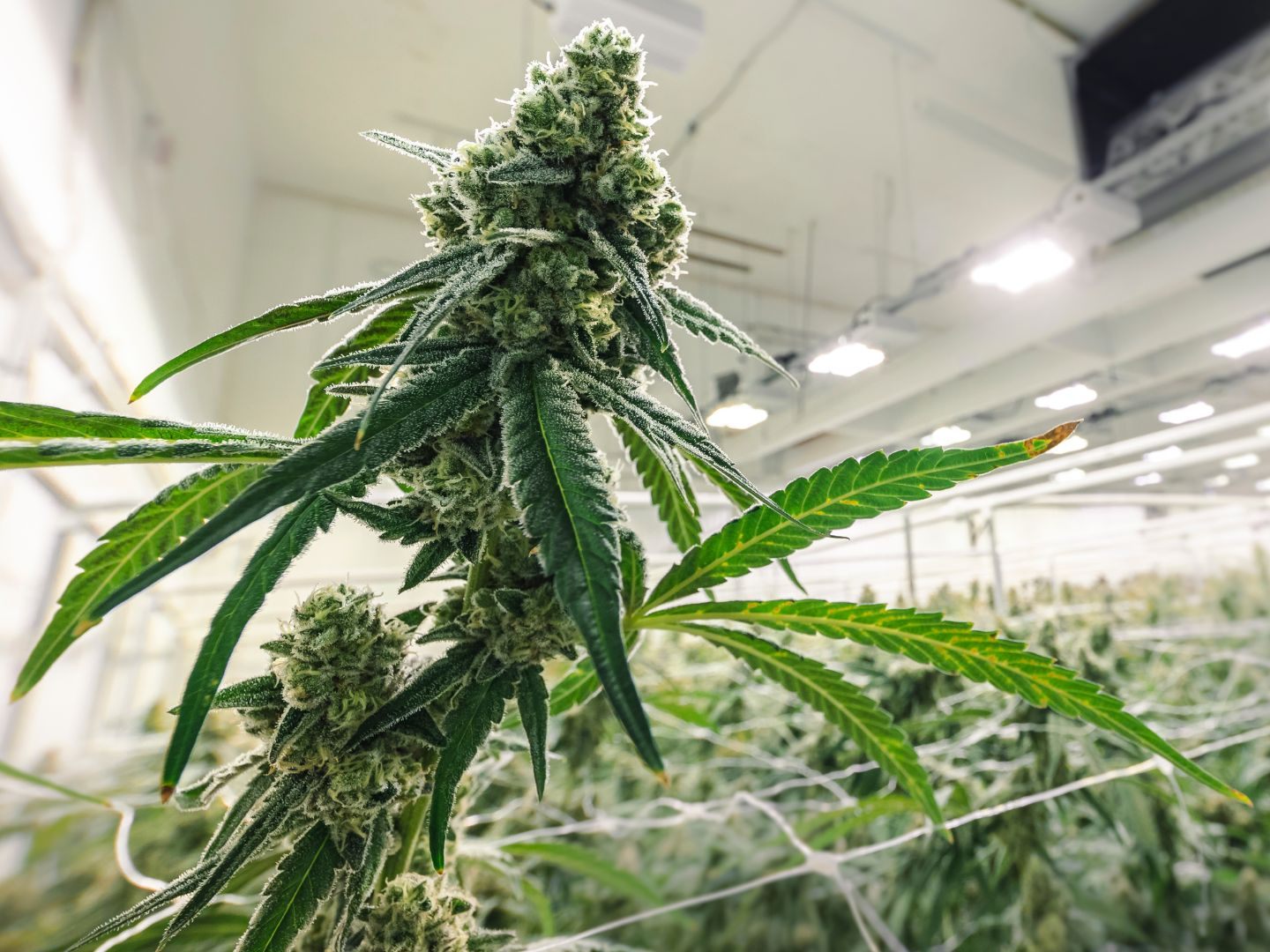 2.190 Cannabispflanzen wurden in der Indoor-Plantage sichergestellt.