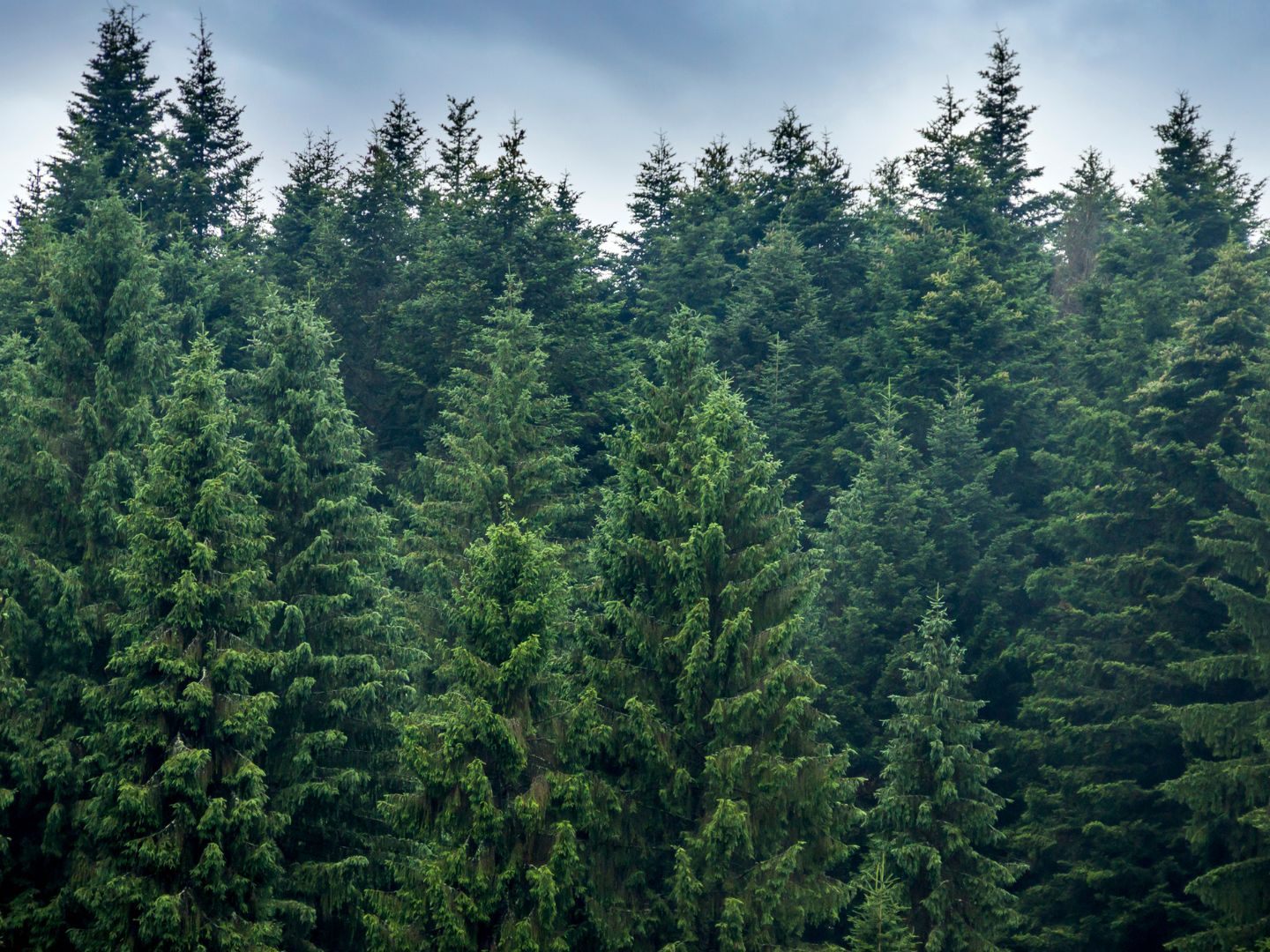 Waldkäufe boomen vor Weihnachten.