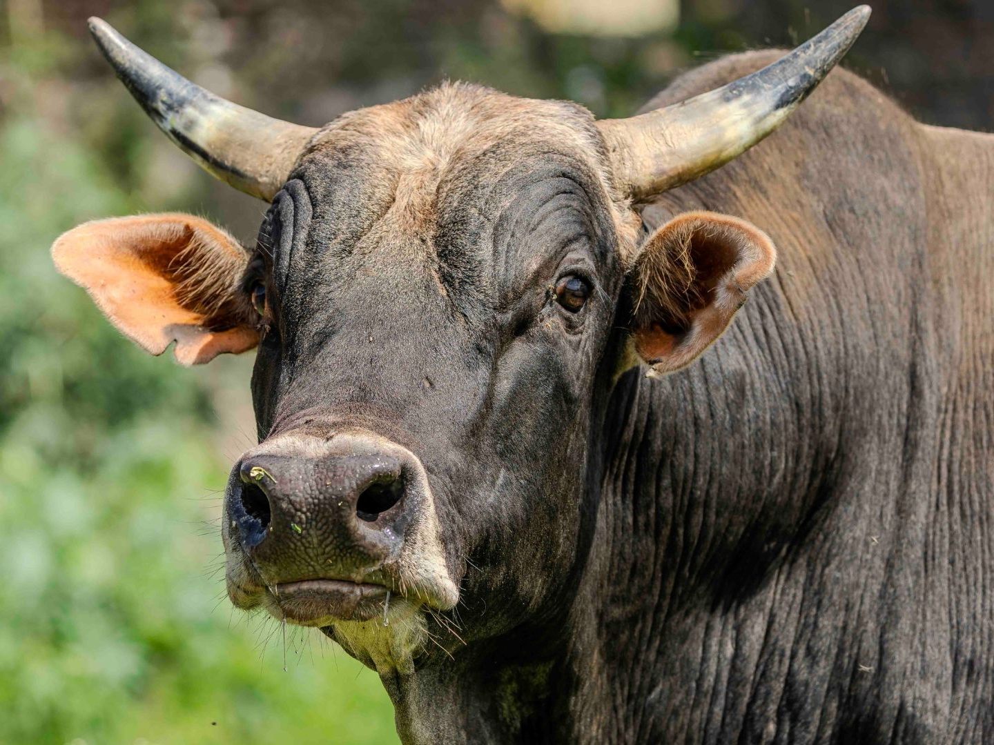 Die Polizei warnt vor einer Annäherung an die bis zu 700 Kilogramm schweren Tiere.