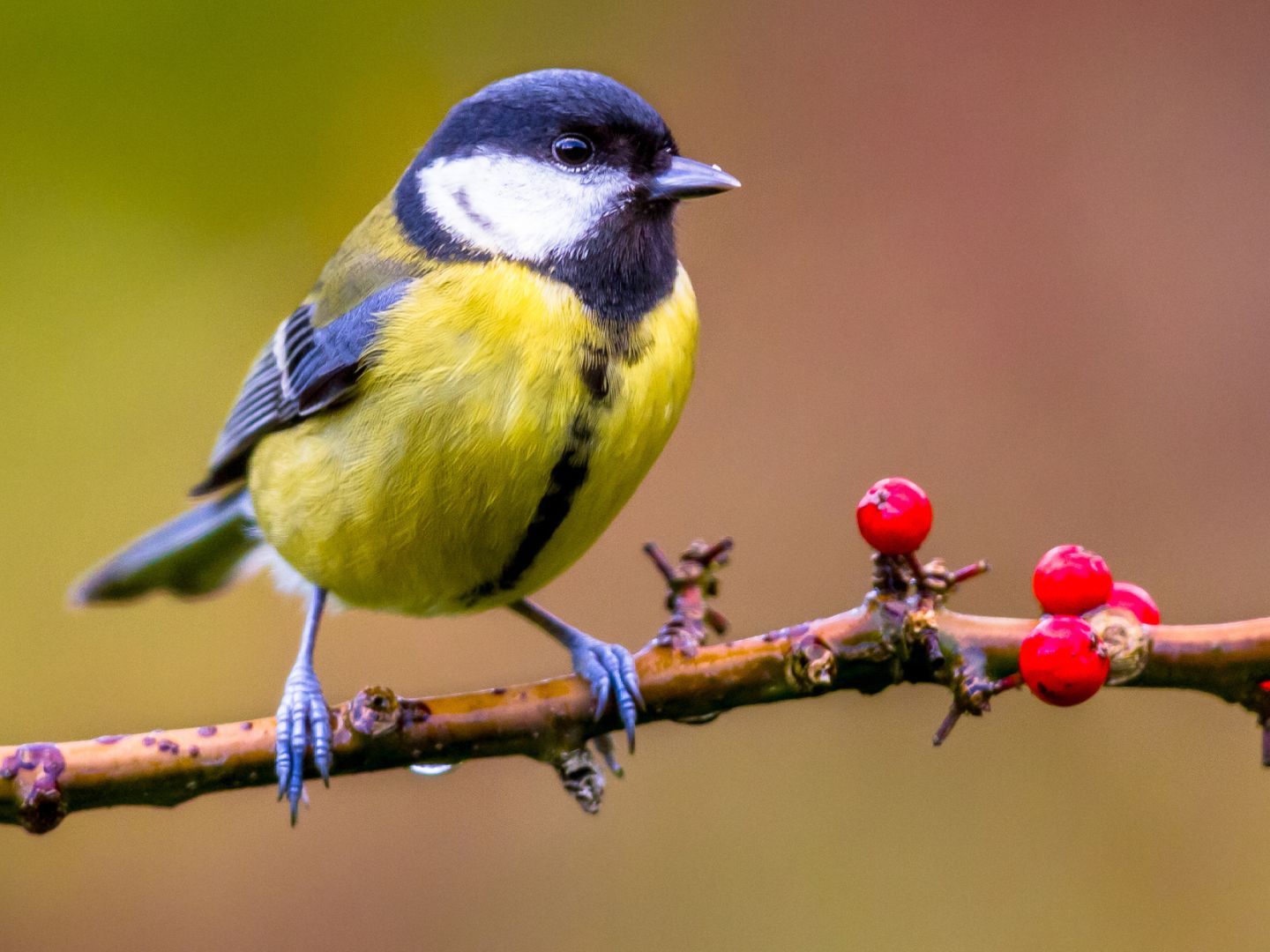 2025 war die Kohlmeise am häufigsten in den heimischen Gärten anzutreffen.