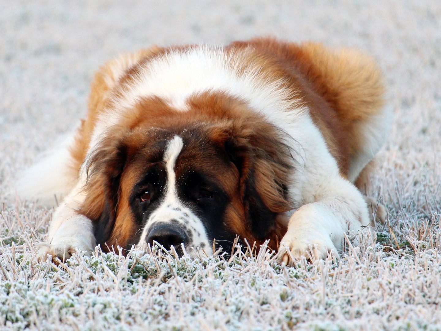 Die Bernhardiner gingen auf die Terrier los.