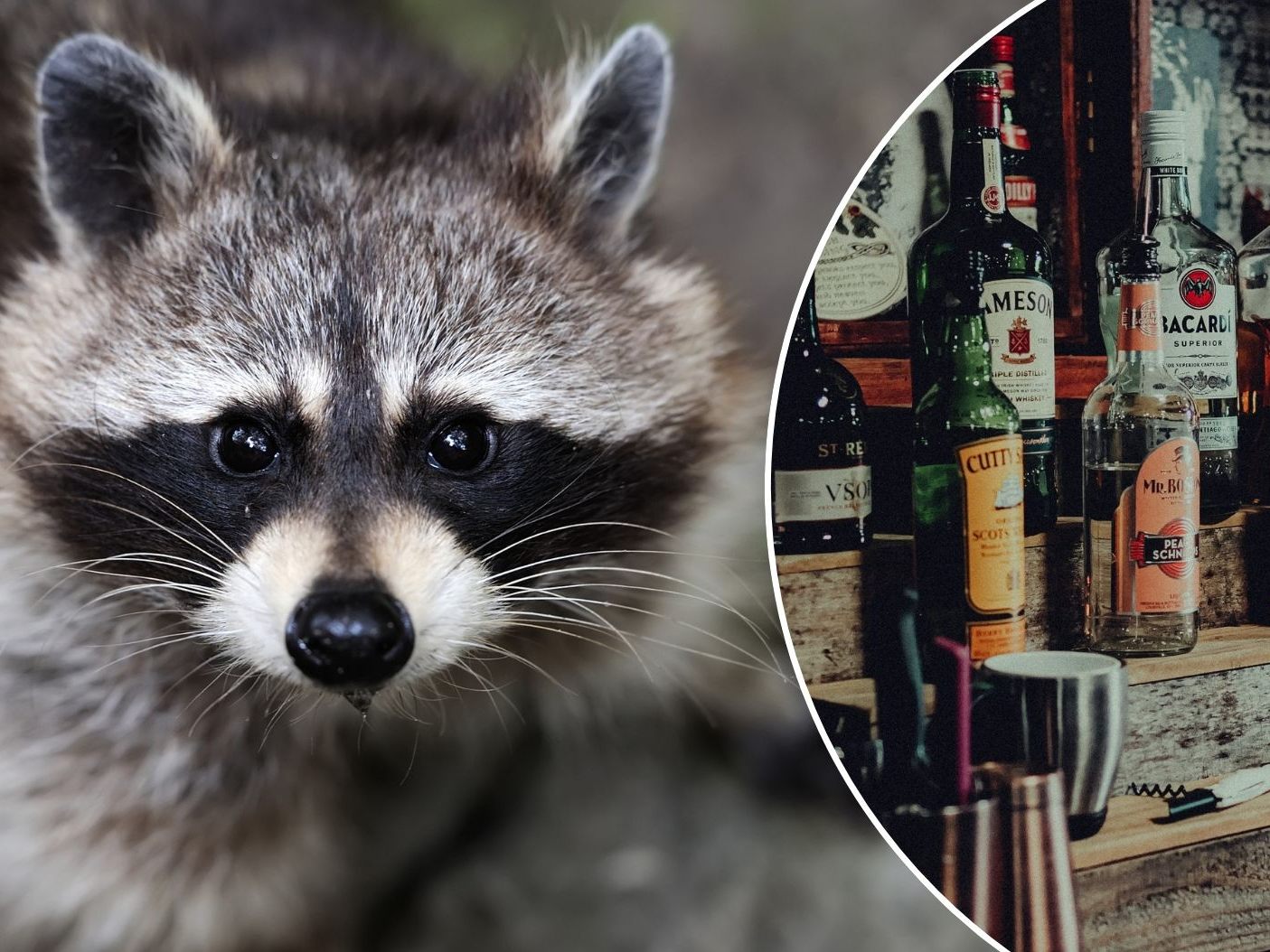 Waschbär betrinkt sich nach Einbruch in Schnapsladen (SYMBOLBILD)