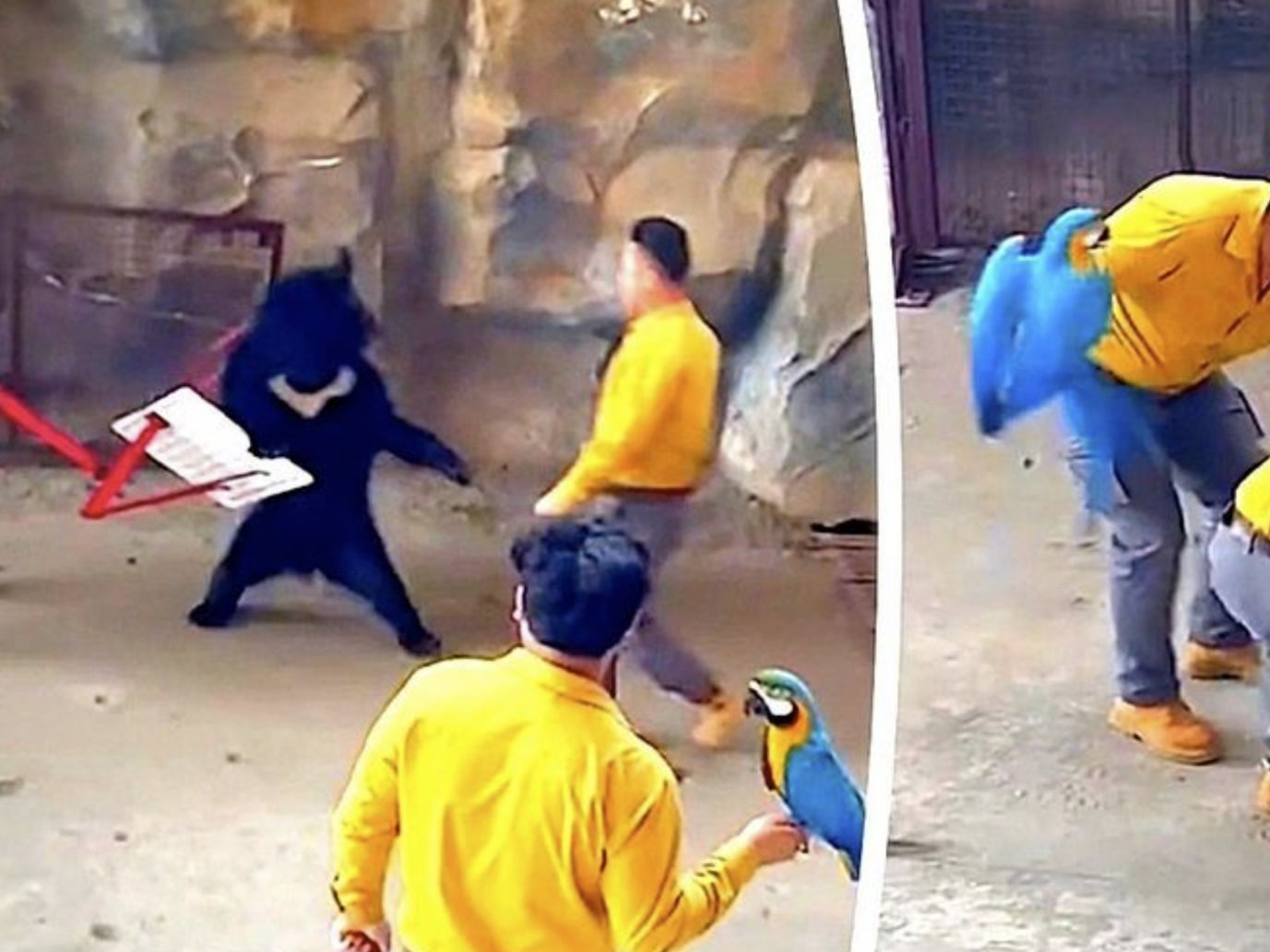 In einem Tierpark in der ostchinesischen Millionenstadt Hangzhou eskalierte eine Bären-Show am Wochenende dramatisch.
